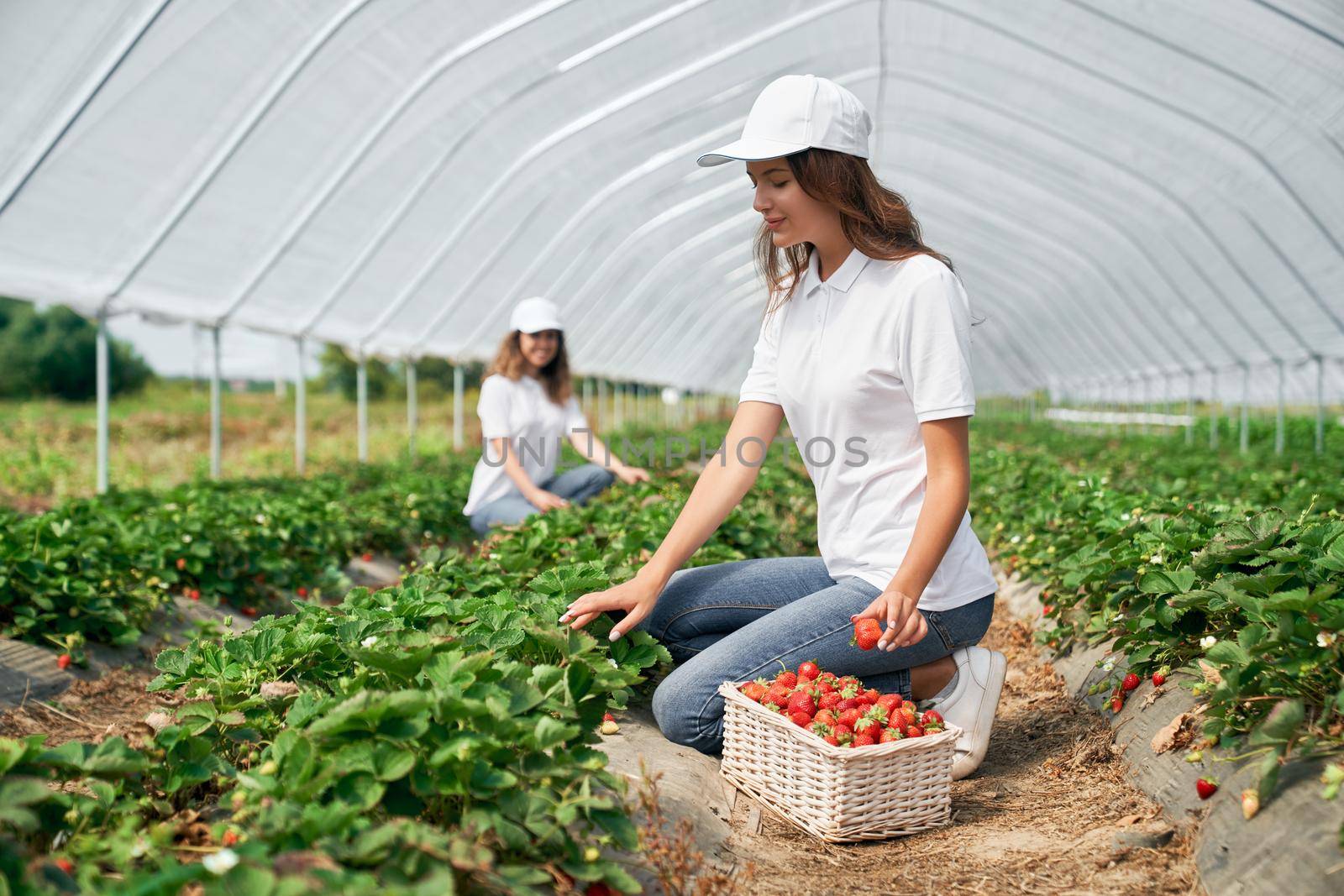 Two brunettes are harvesting strawberries in greenhouse. by SerhiiBobyk