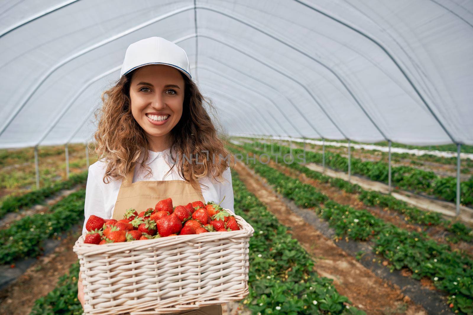 Curly brunette with basket of strawberries in greenhouse. by SerhiiBobyk