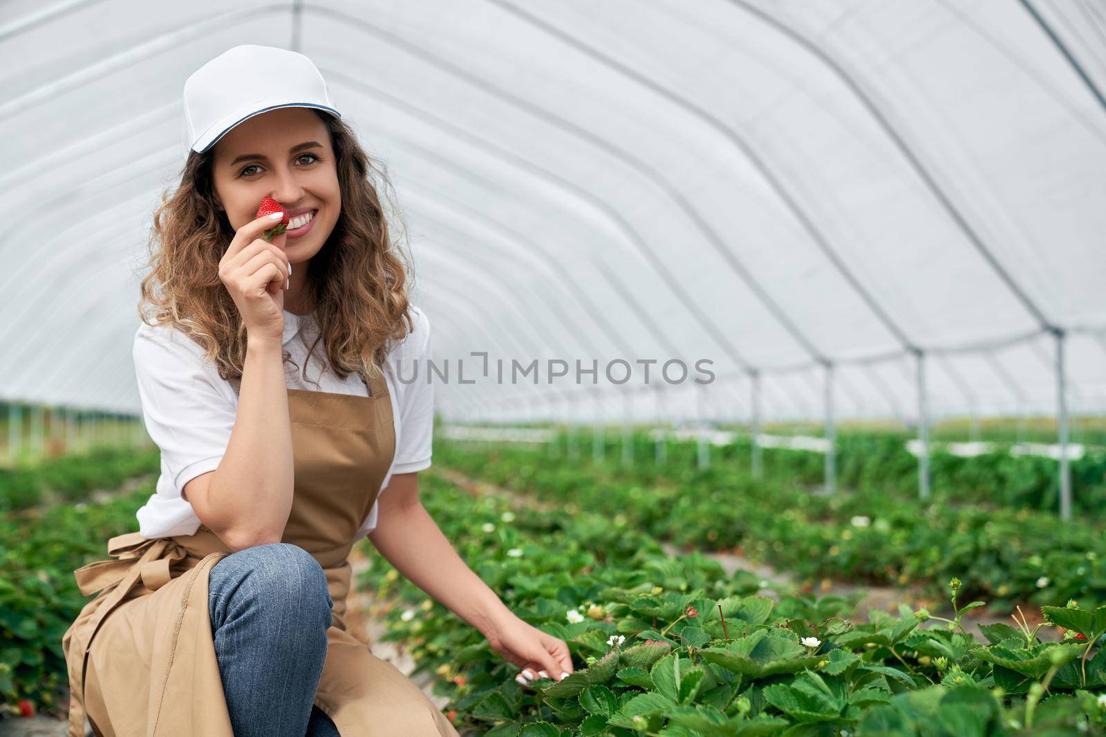 Front view of squatting woman wearing white cap and apron is picking strawberries. Curly brunette is smelling fresh strawberries in greenhouse and smiling. Concept of organic fruit.