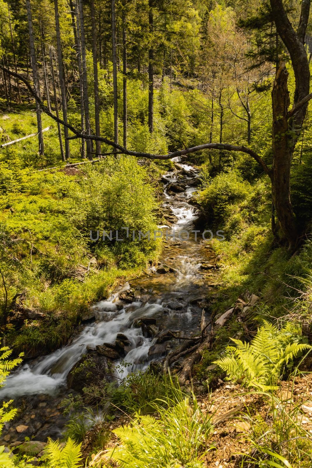 Small stony waterfall next to mountain trail in Giant Mountains by Wierzchu