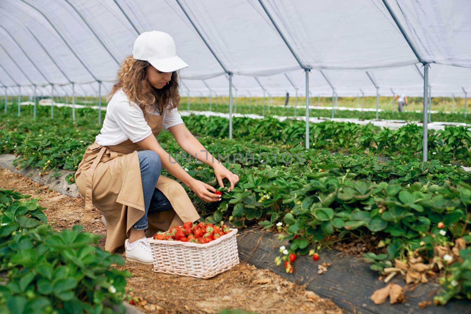 Female worker is harvesting strawberries in greenhouse. by SerhiiBobyk