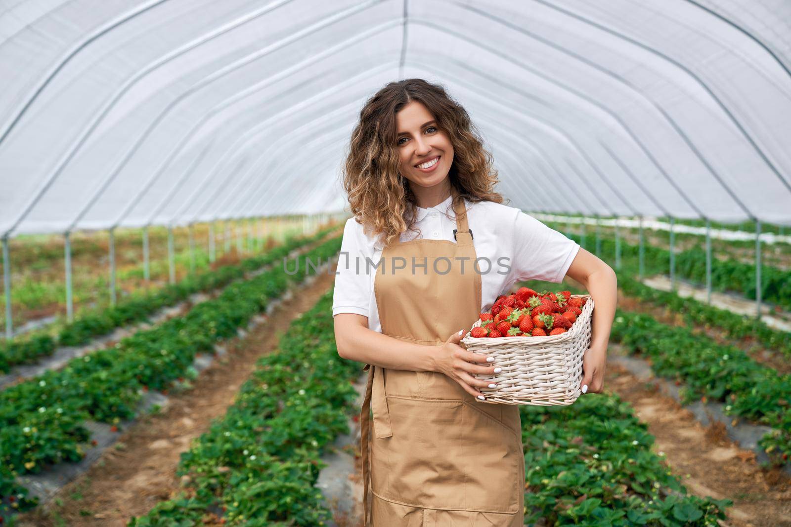 Front view of beautiful woman wearing apron holding white basket with strawberries. Curly brunette harvested strawberries in greenhouse. Concept of greenhouse work.