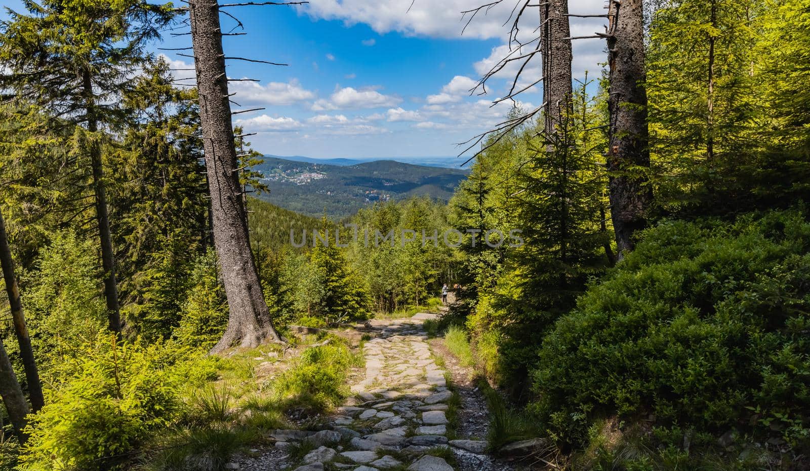 Long mountain trail with bushes and trees around in Karkonosze Giant Mountains