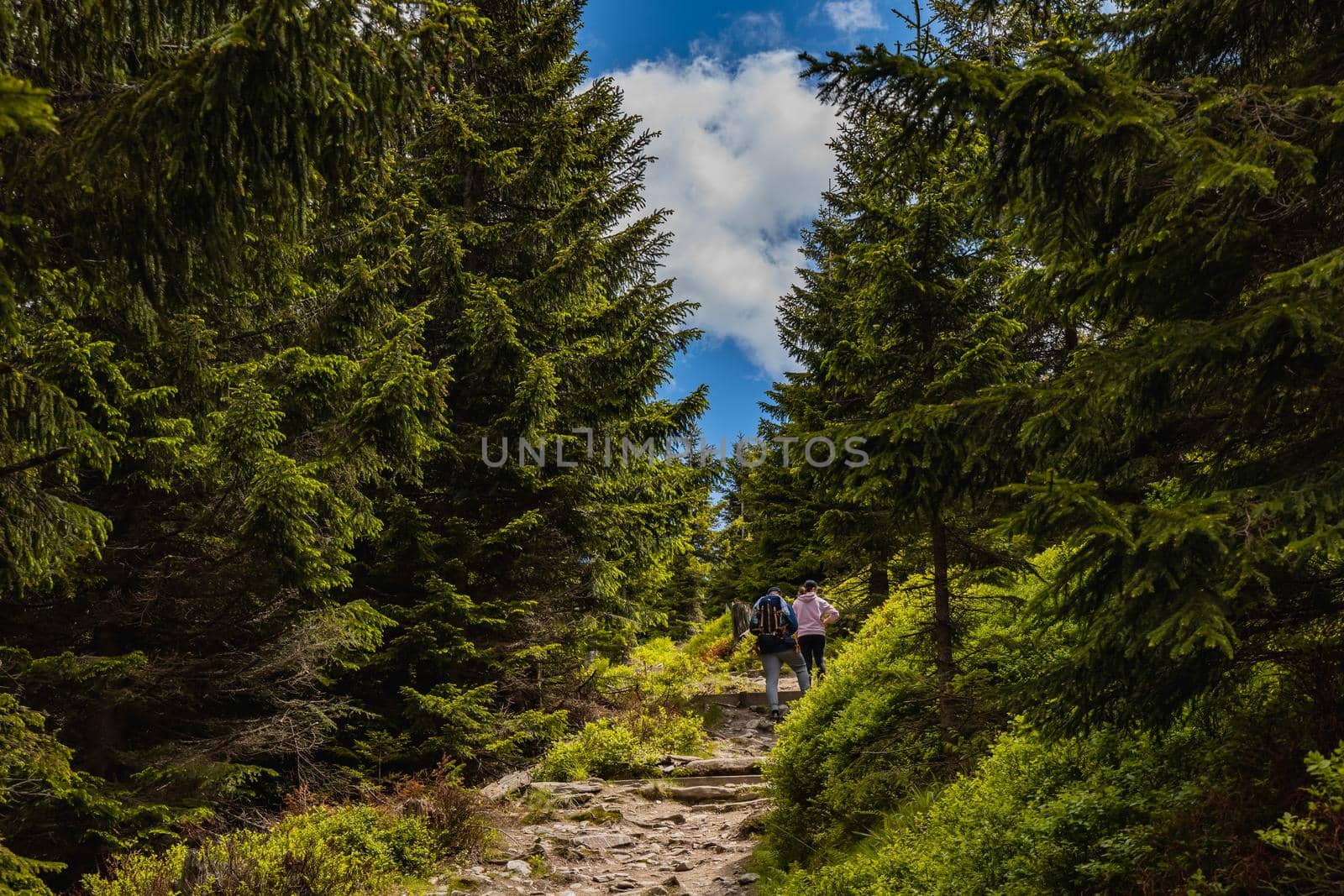 Long mountain trail with bushes and trees around in Karkonosze Giant Mountains