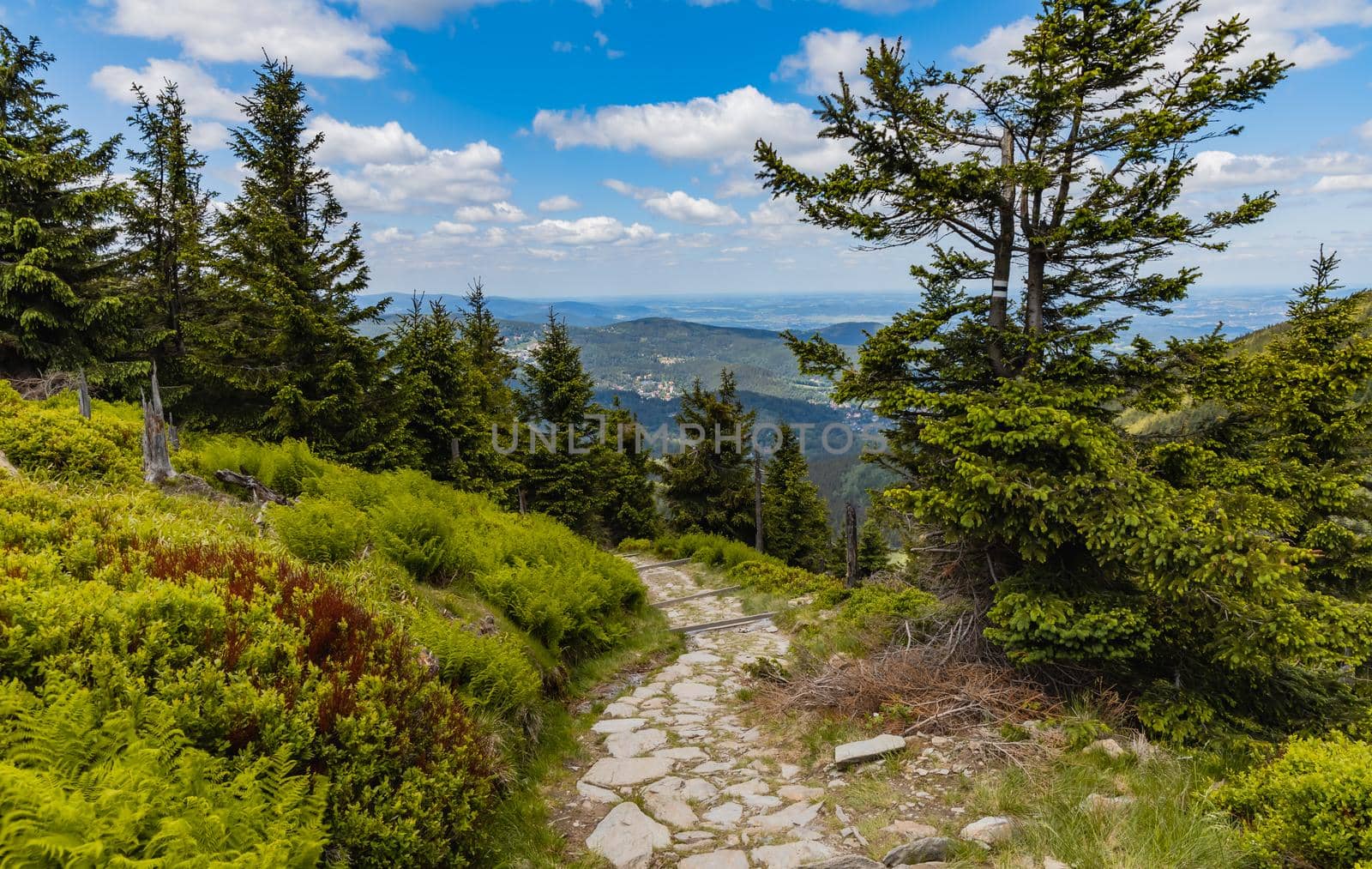 Long mountain trail with bushes and trees around in Karkonosze Giant Mountains