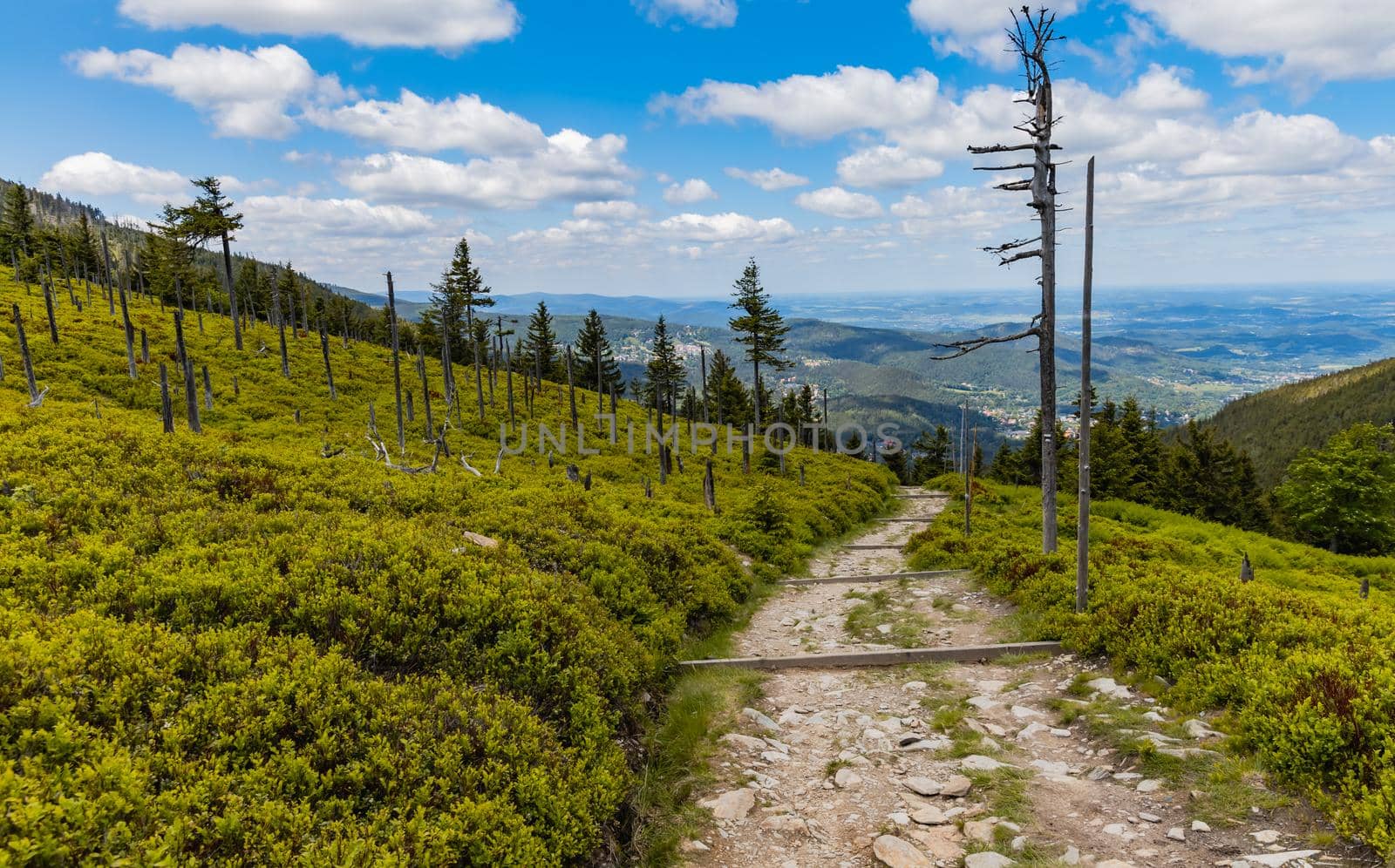 Long mountain trail with bushes and trees around in Karkonosze Giant Mountains by Wierzchu