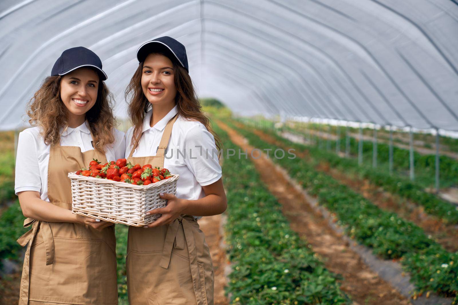 Front view of beautiful females wearing white caps and aprons are holding basket of strawberries. Cute field workers are posing with berries in greenhouse . Concept of harvest.