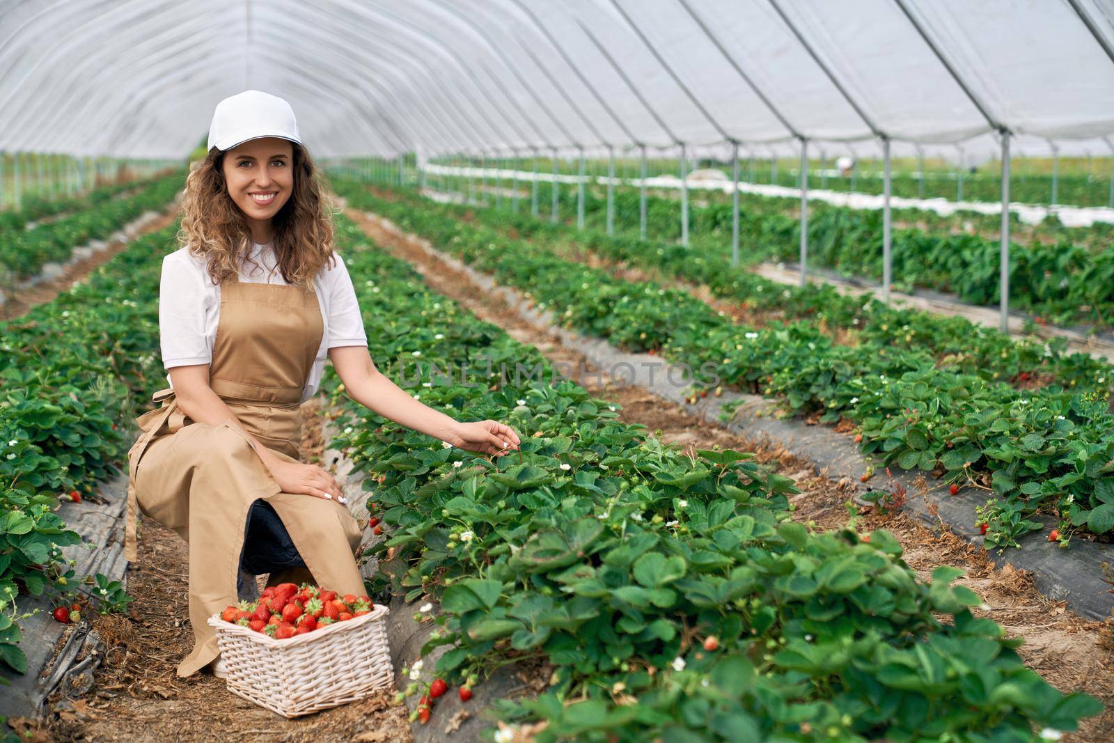 Woman is picking strawberries in greenhouse. by SerhiiBobyk