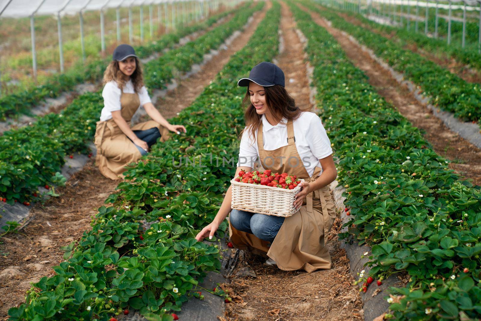 Side view of squatting women wearing white caps and aprons are picking strawberries in white basket. Two brunettes are harvesting strawberries in greenhouse. Concept of field work.