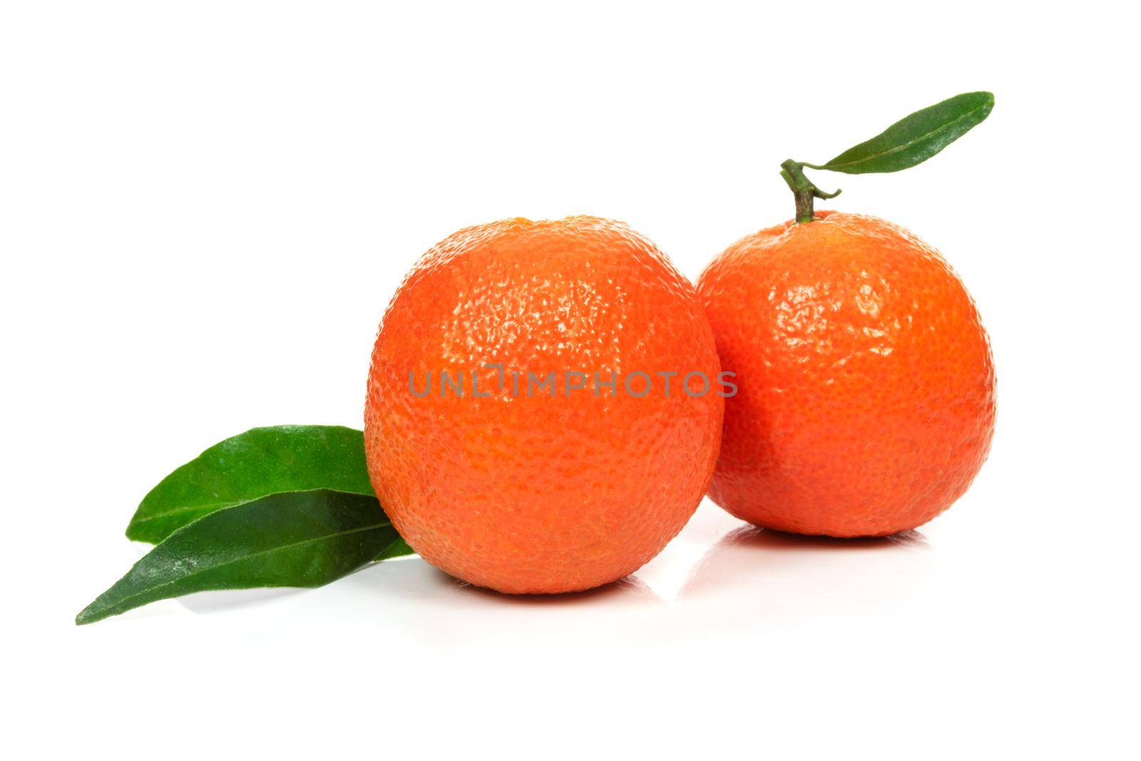 Two perfect orange or tangerine fresh fruitd with leaves on a white background in close-up
