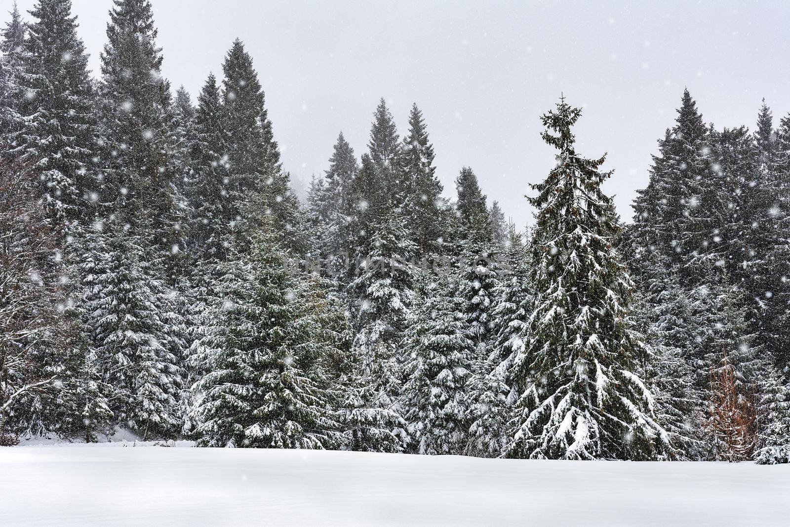 Beautiful winter landscape - snowfall in a mountain forest