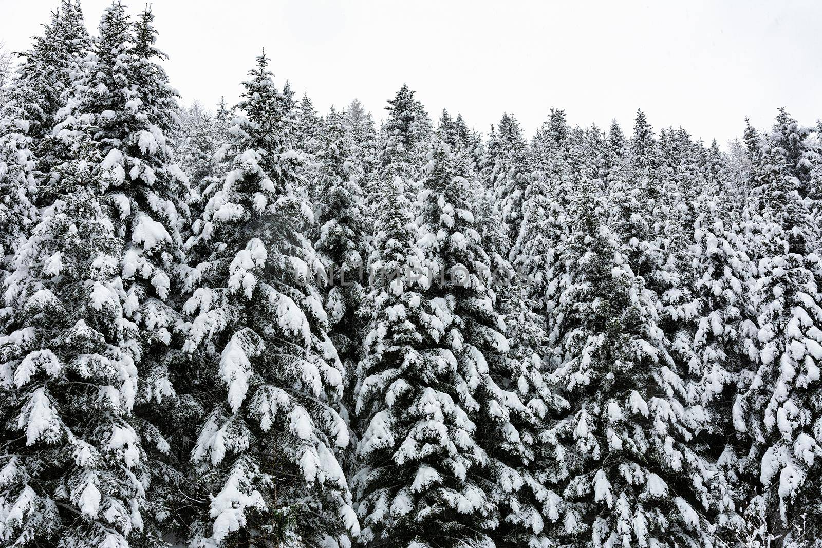 Spruce trees in winter by wdnet_studio
