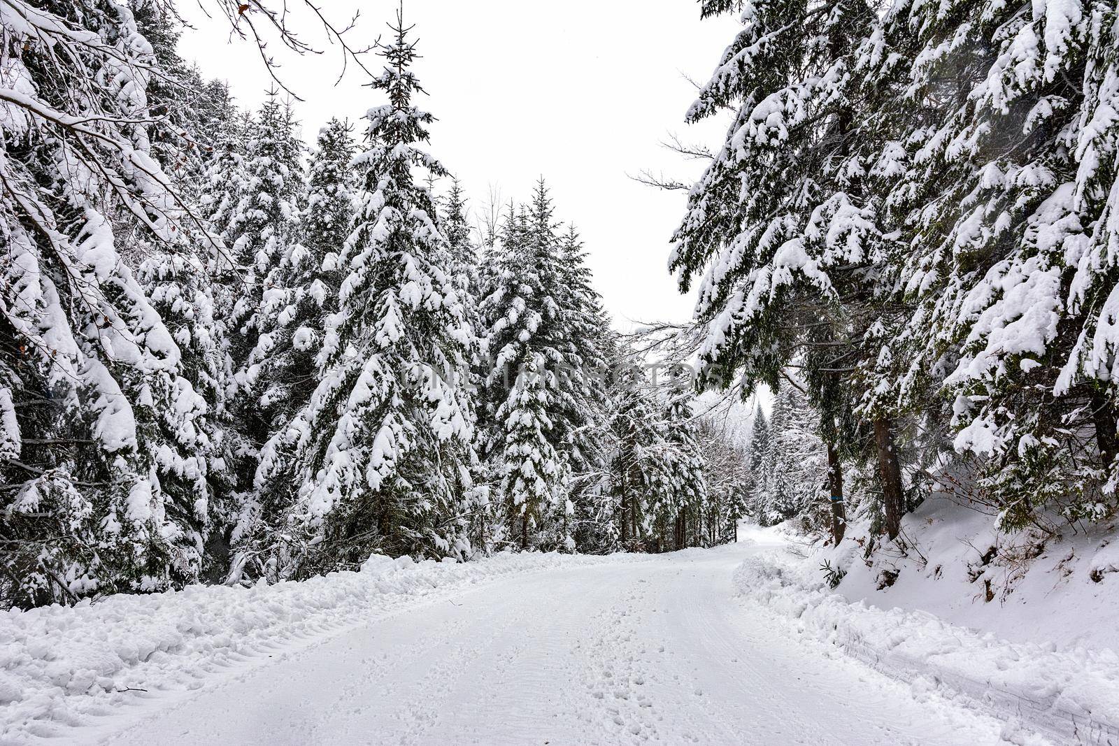 Snowy road in the forest by wdnet_studio