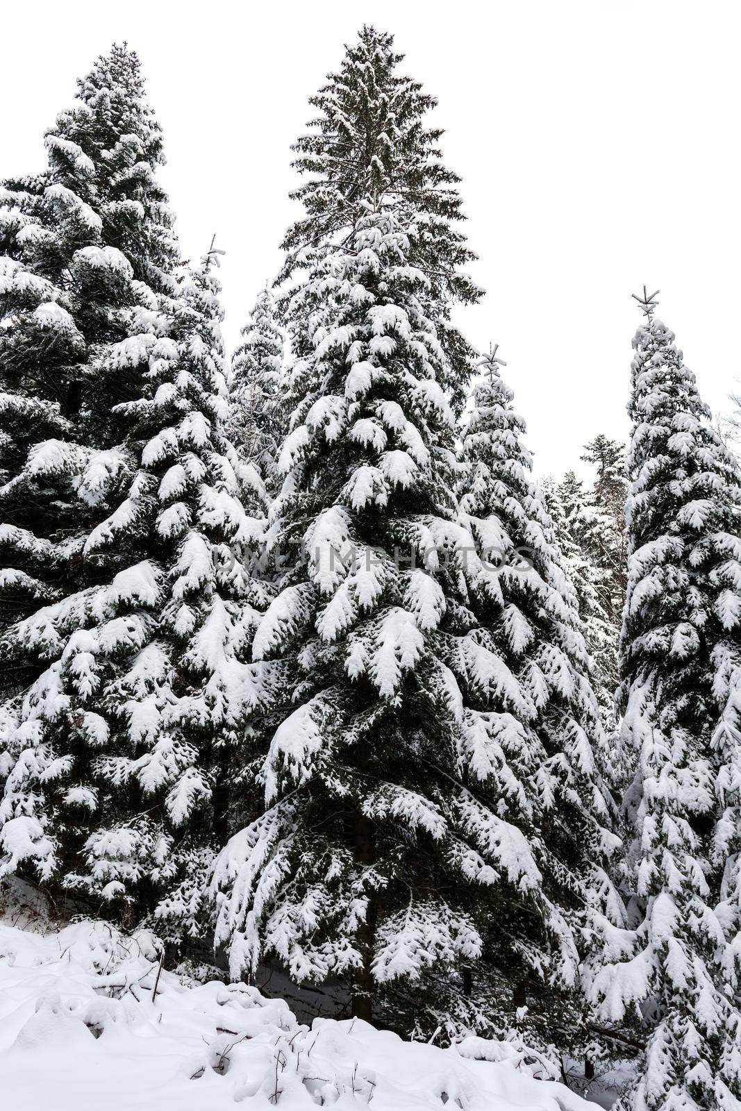 Spruce trees in winter by wdnet_studio