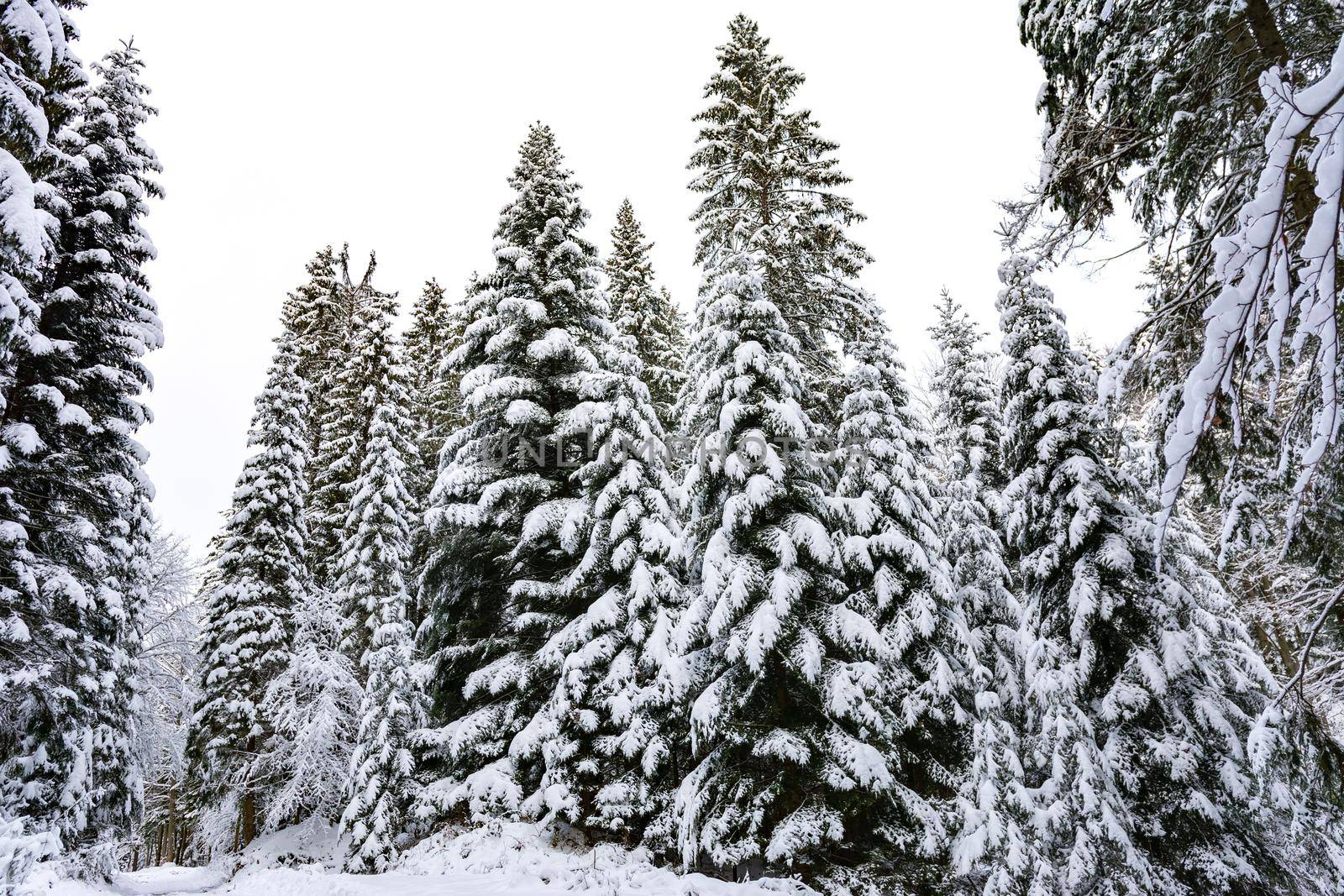 Spruce trees in winter by wdnet_studio