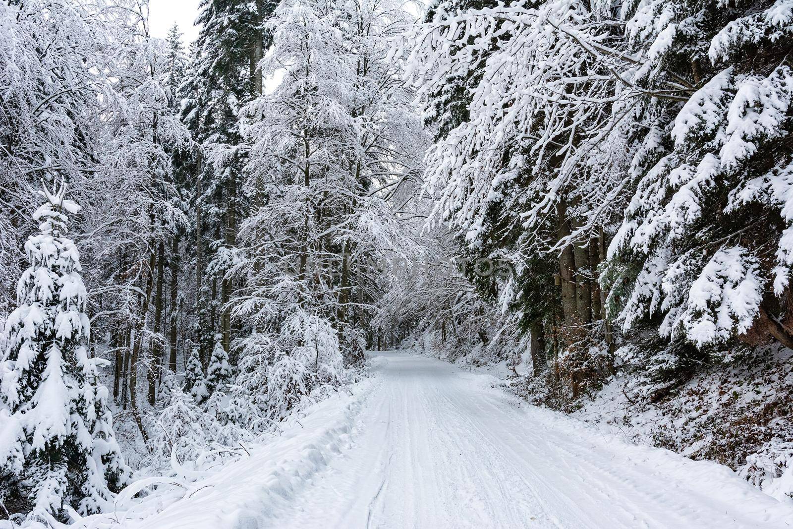 Winter landscape - white and snowy road among trees in a deep forest