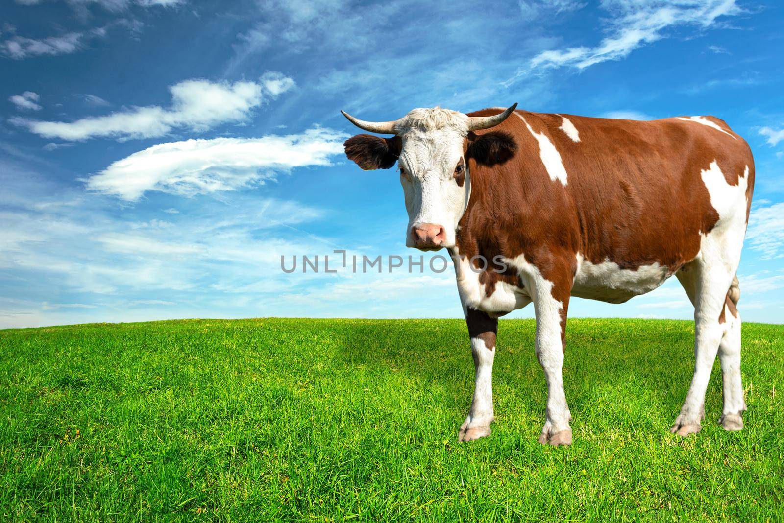 Young spotted white-brown dairy cow on a green meadow in a sunny day (copy space).