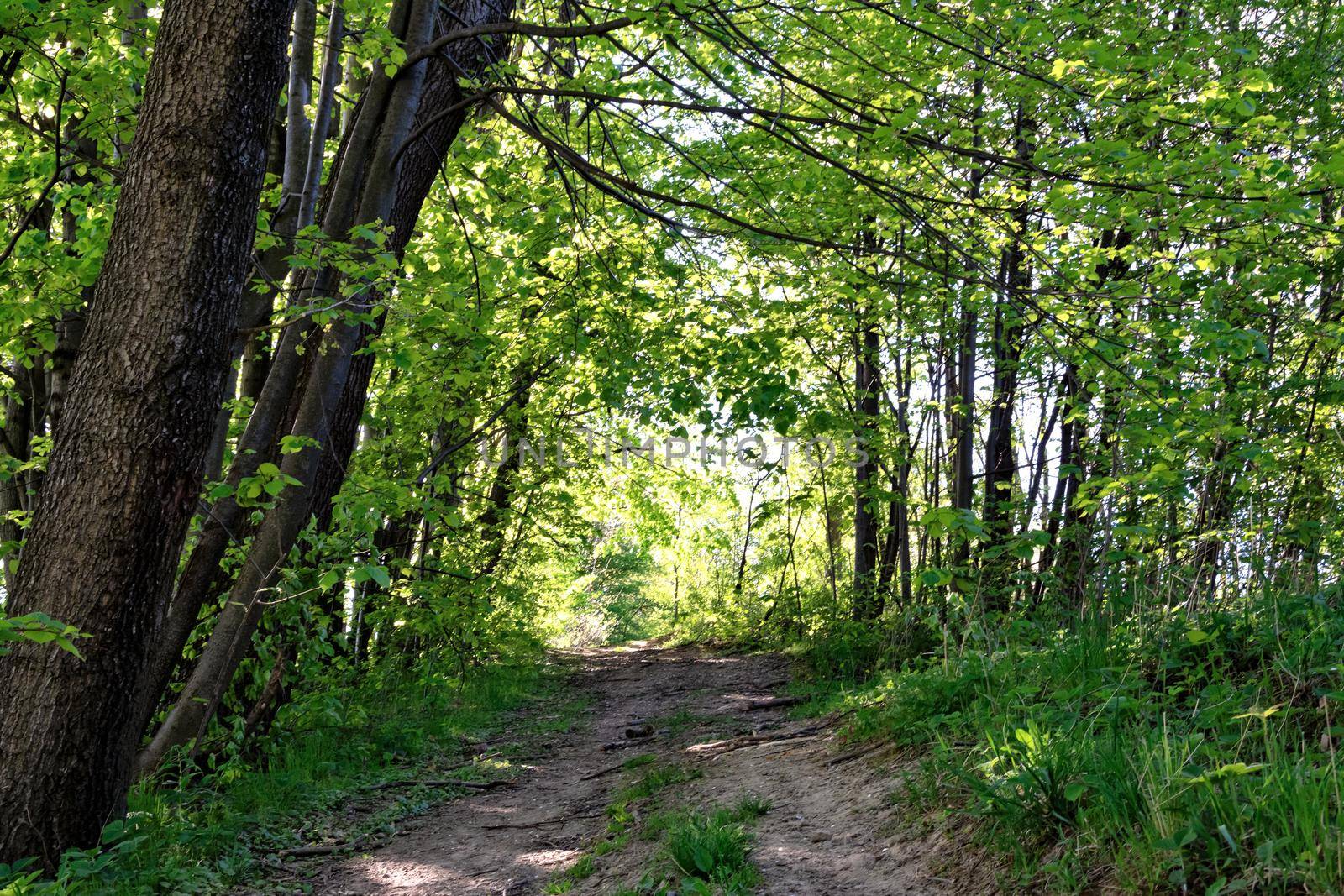 Forest path among green trees on a sunny day