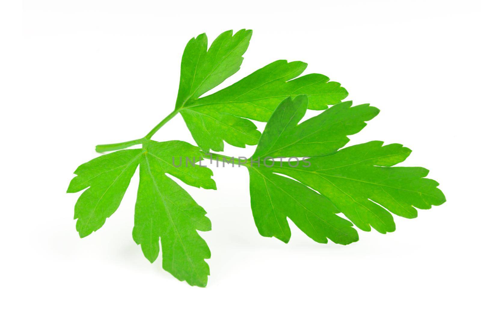 Perfect branch of a fresh parsley isolated on a wahite background in close-up.