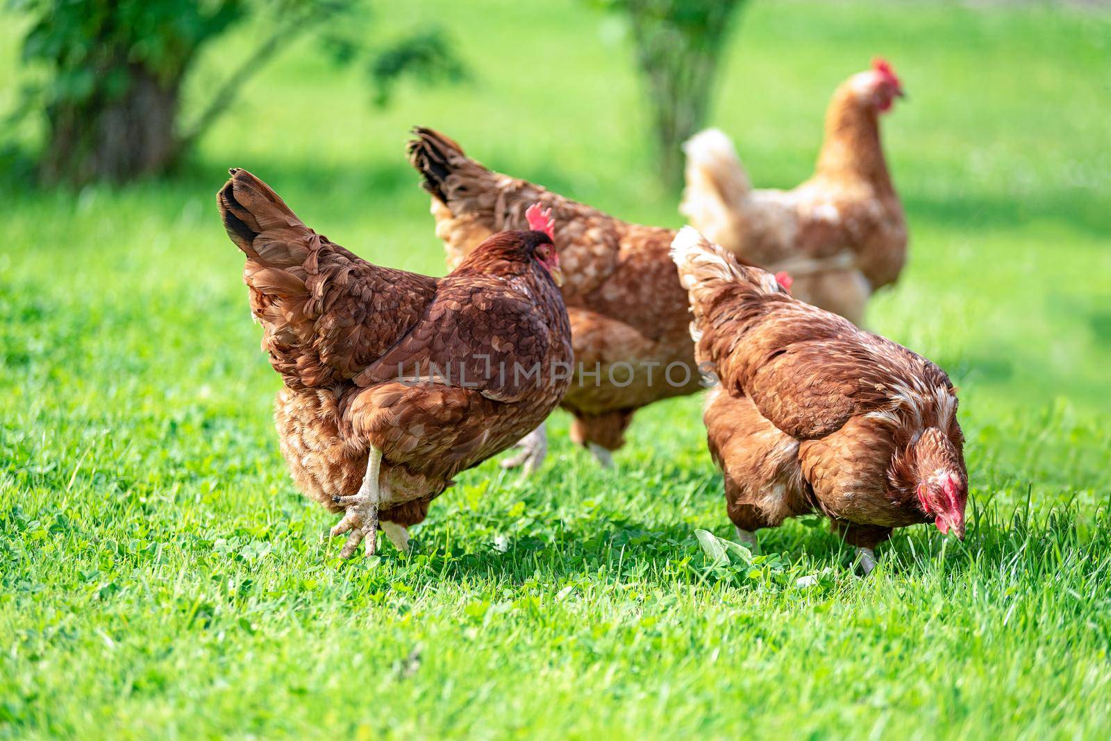 Hens on traditional free range poultry organic farm grazing on the grass