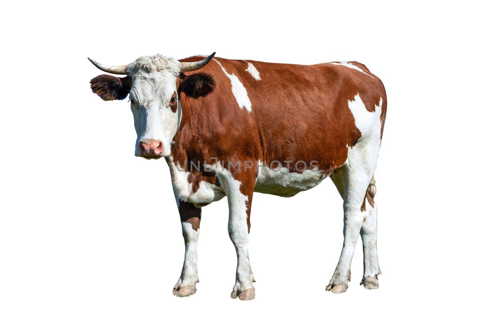 Dairy white and brown cow by wdnet_studio