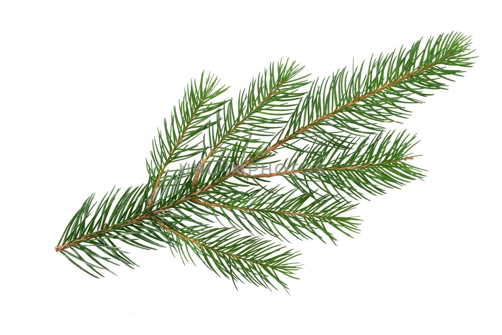 Perfect spruce branch isolated on a white background in close-up (high details)