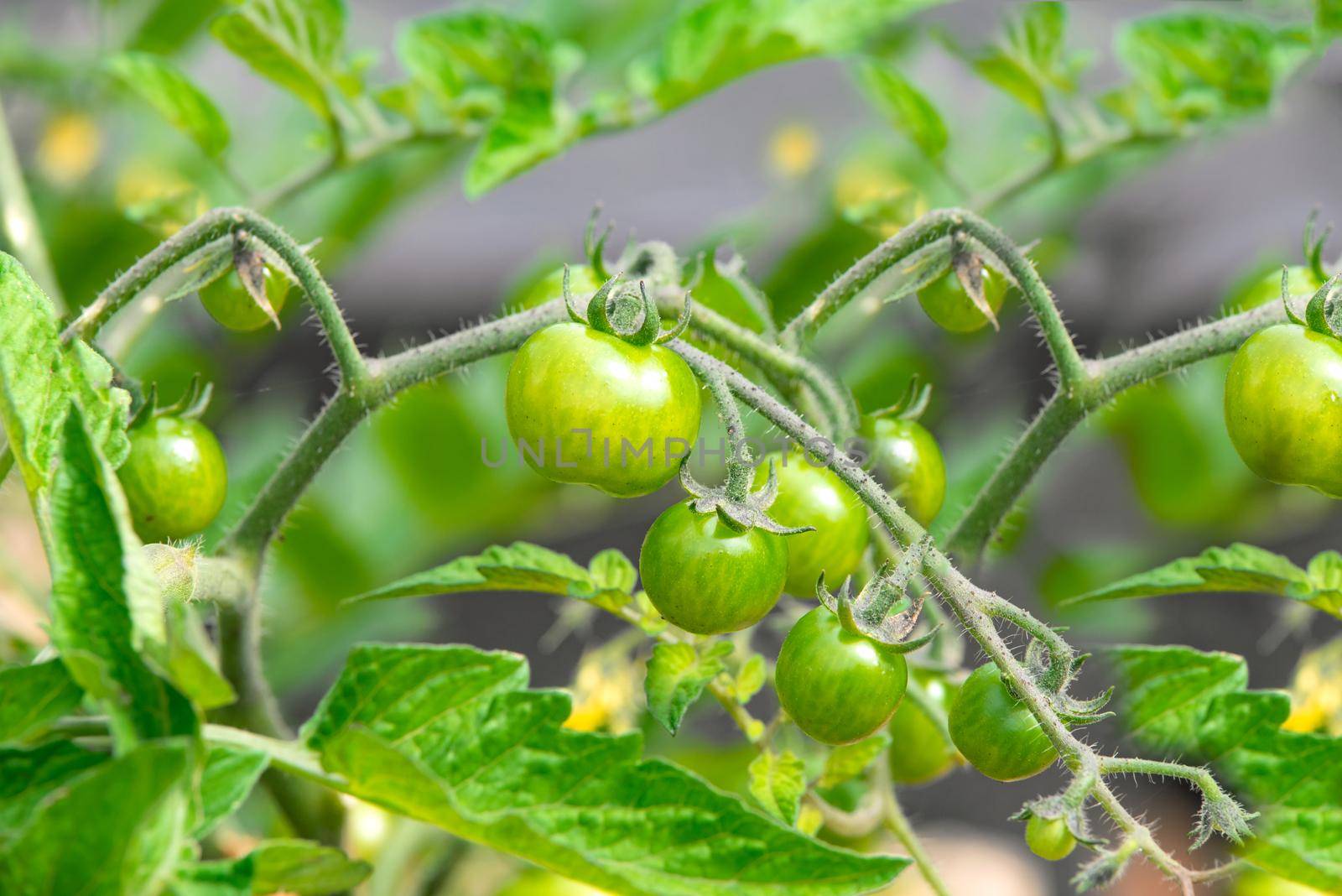 Bush of young tomatoes by wdnet_studio