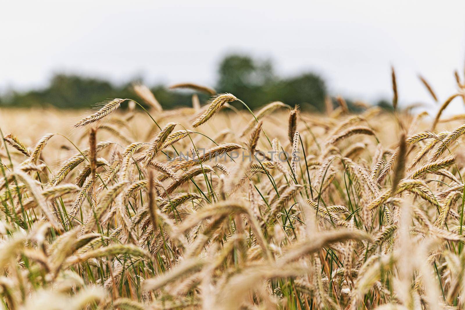 Field of grain in close-up by wdnet_studio