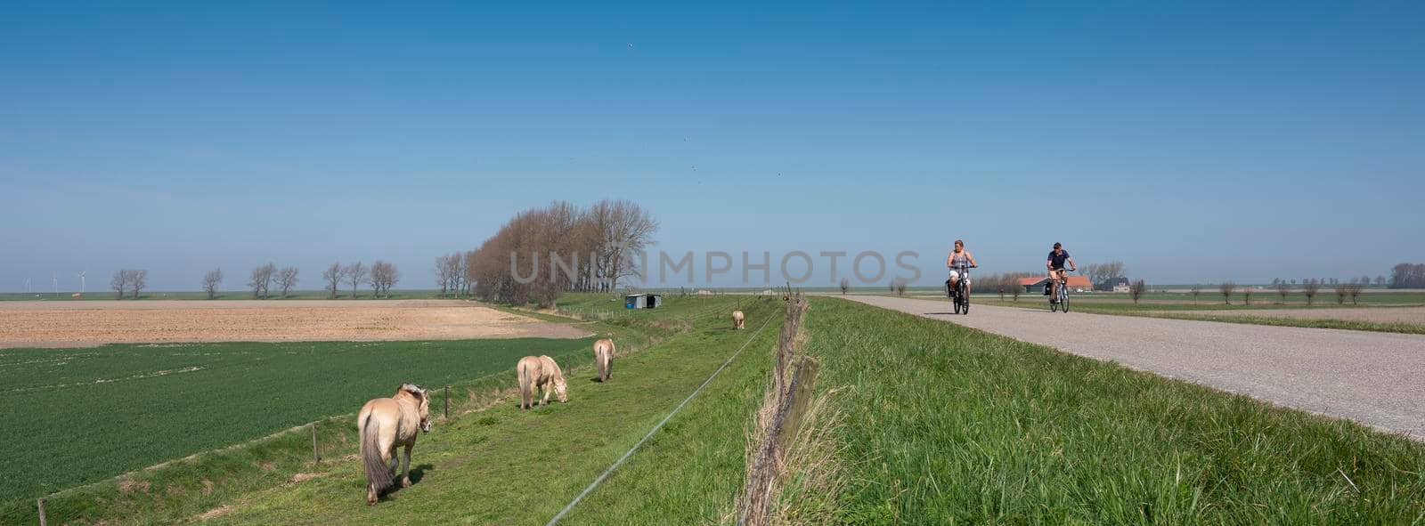 horses graze near country road with people on bicycle on island of noord beveland in dutch province of zeeland in the netherlands by ahavelaar