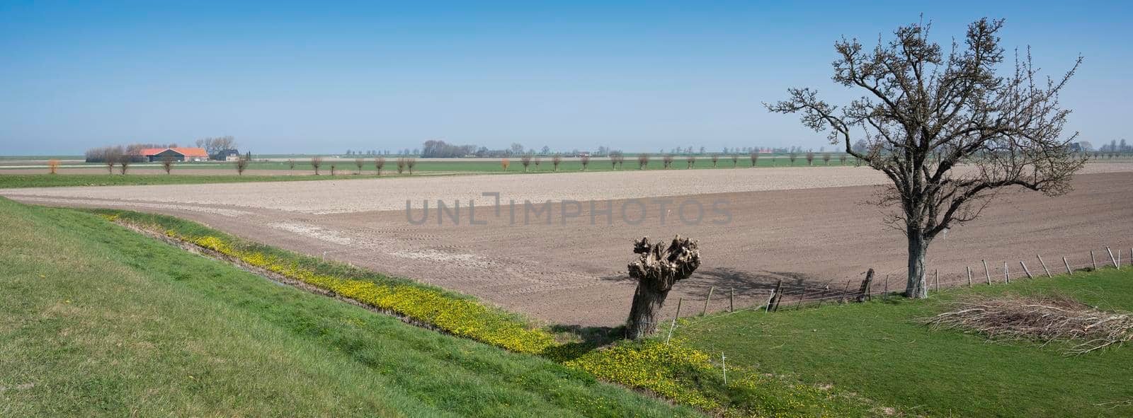 rural countryside of noord beveland in dutch province zeeland on sunny spring day under blue sky in the netherlands