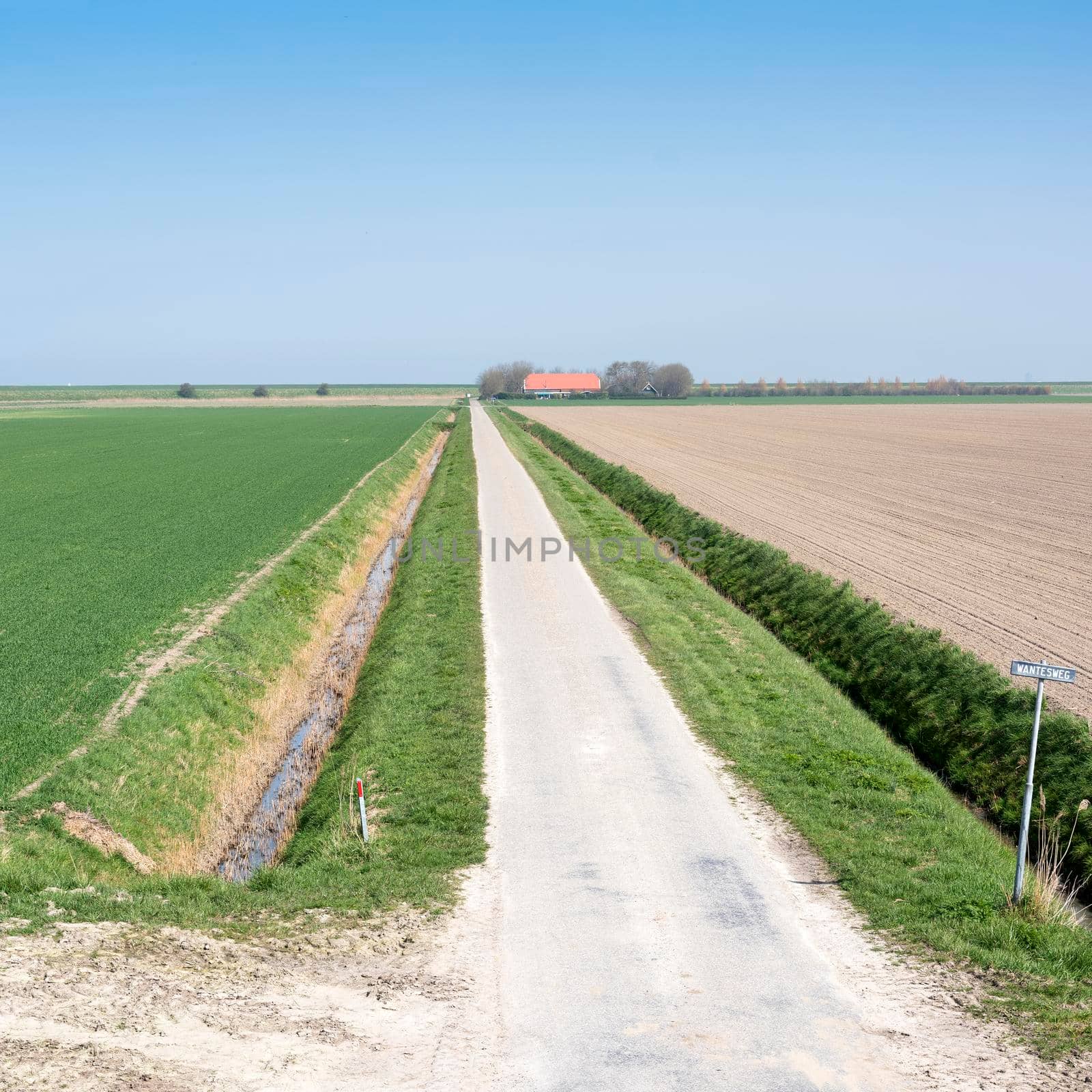 rural countryside of noord beveland in dutch province zeeland on sunny spring day under blue sky in the netherlands
