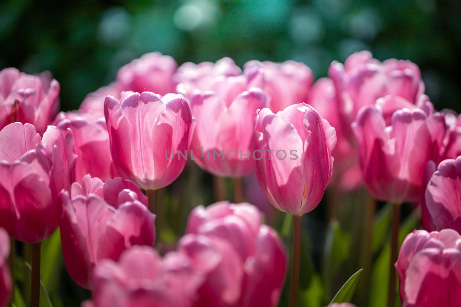 Beautiful bouquet of tulips. colorful tulips. nature background by teerawit