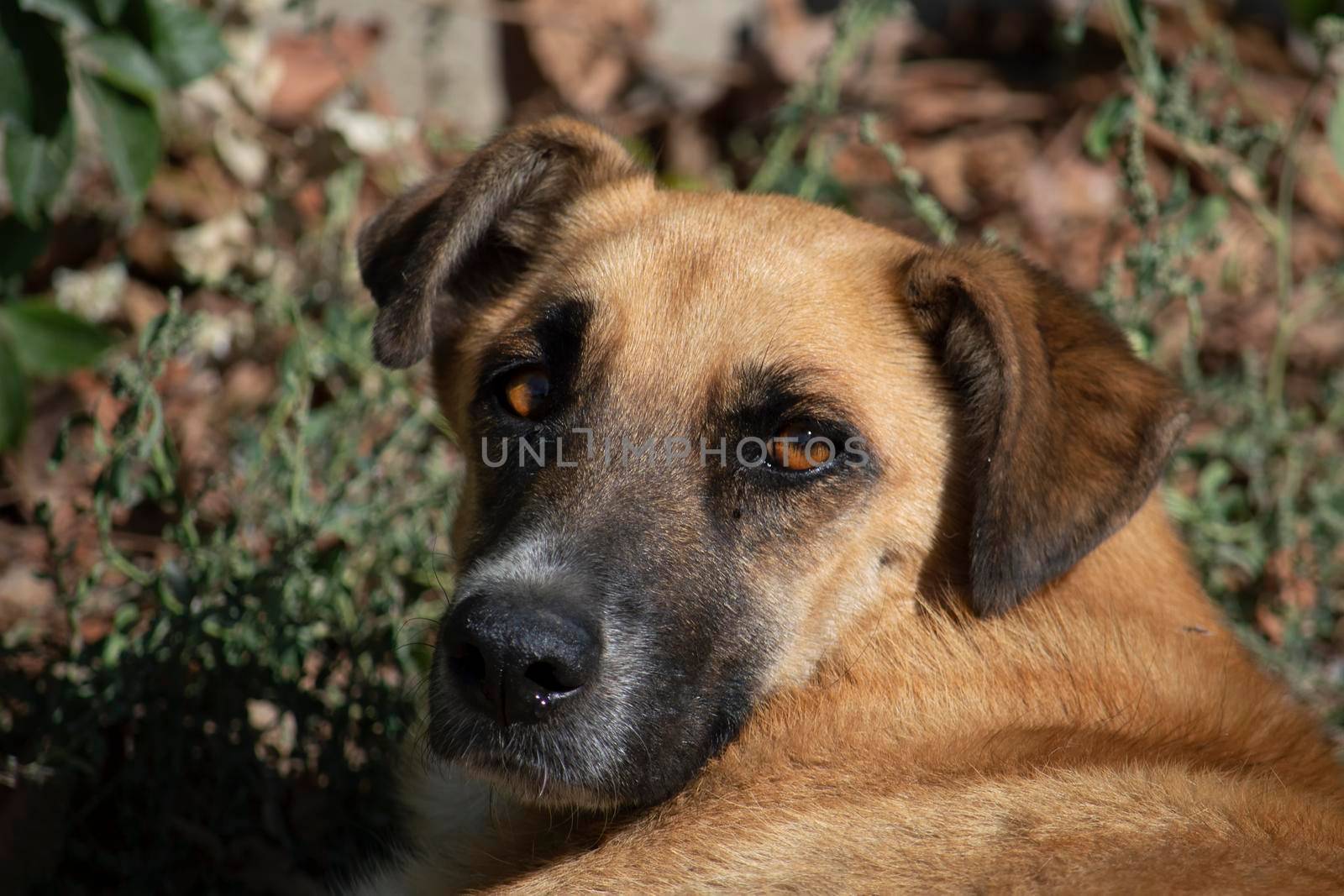 Portrait of a brown dog with a black snout. Sunny autumn day. Front view. by Essffes