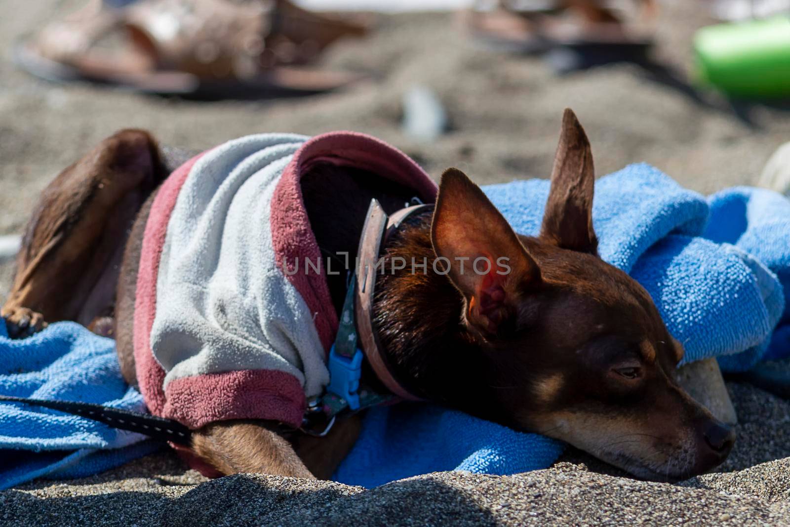 Doberman pincher lies on a towel on the beach. Sunny autumn day. Side view. by Essffes