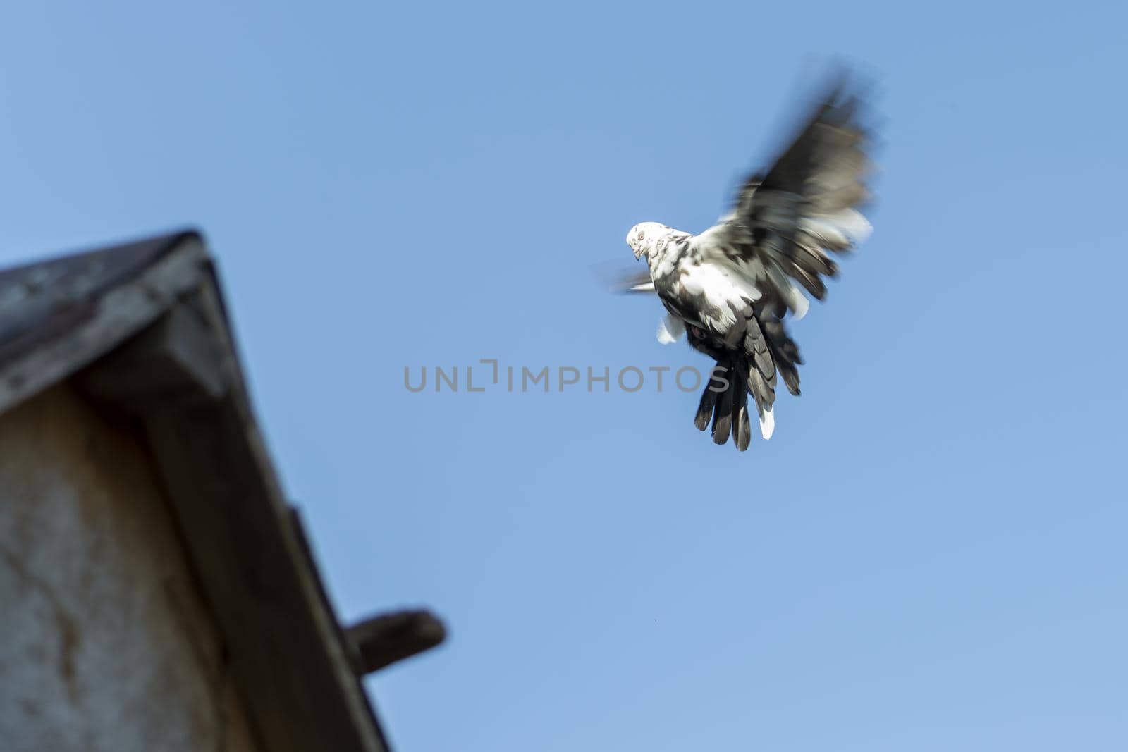 Pigeon on a white background in flight. Sunny autumn day. Front view. by Essffes