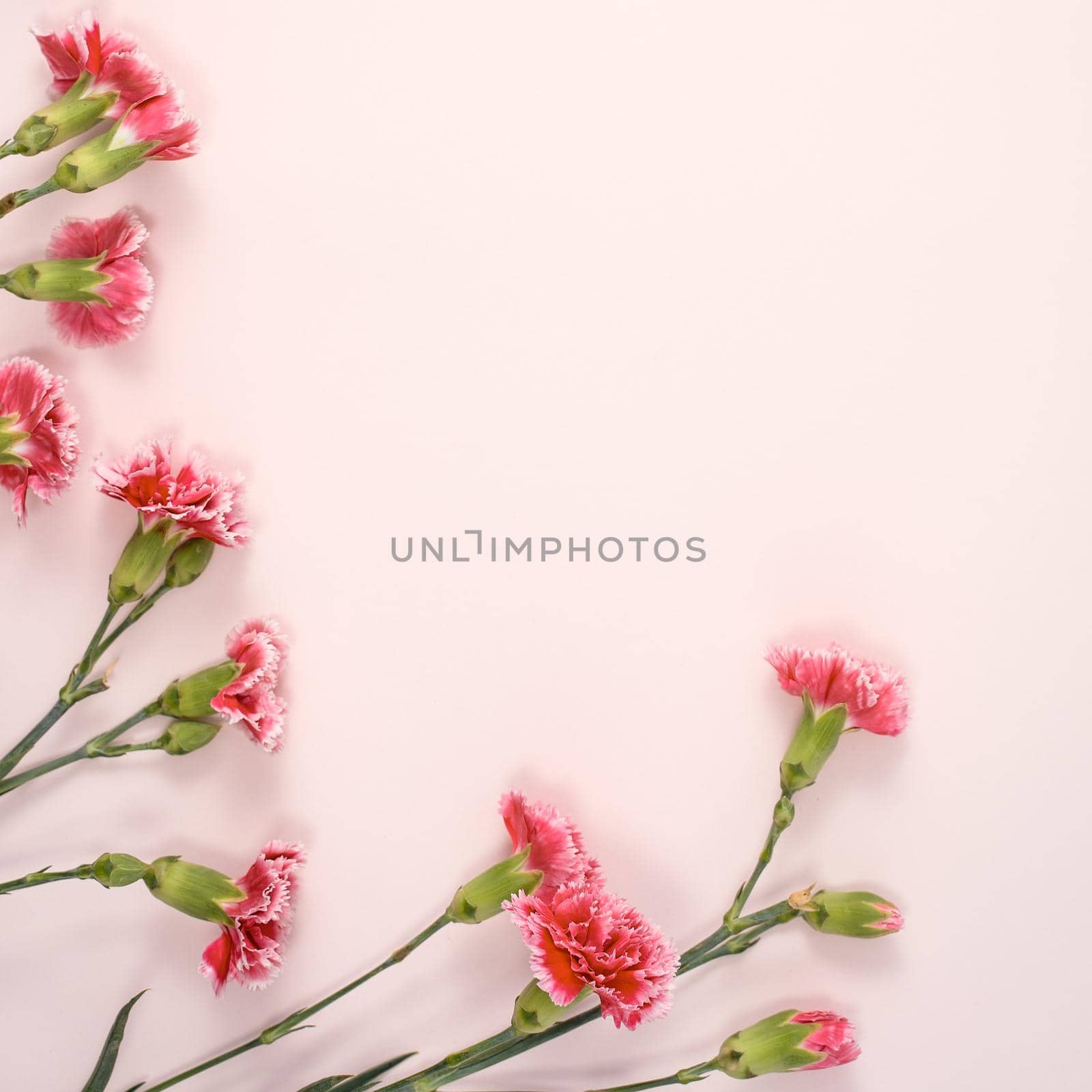 Design concept of Mother's day holiday greeting design with carnation bouquet on pastel pink table background