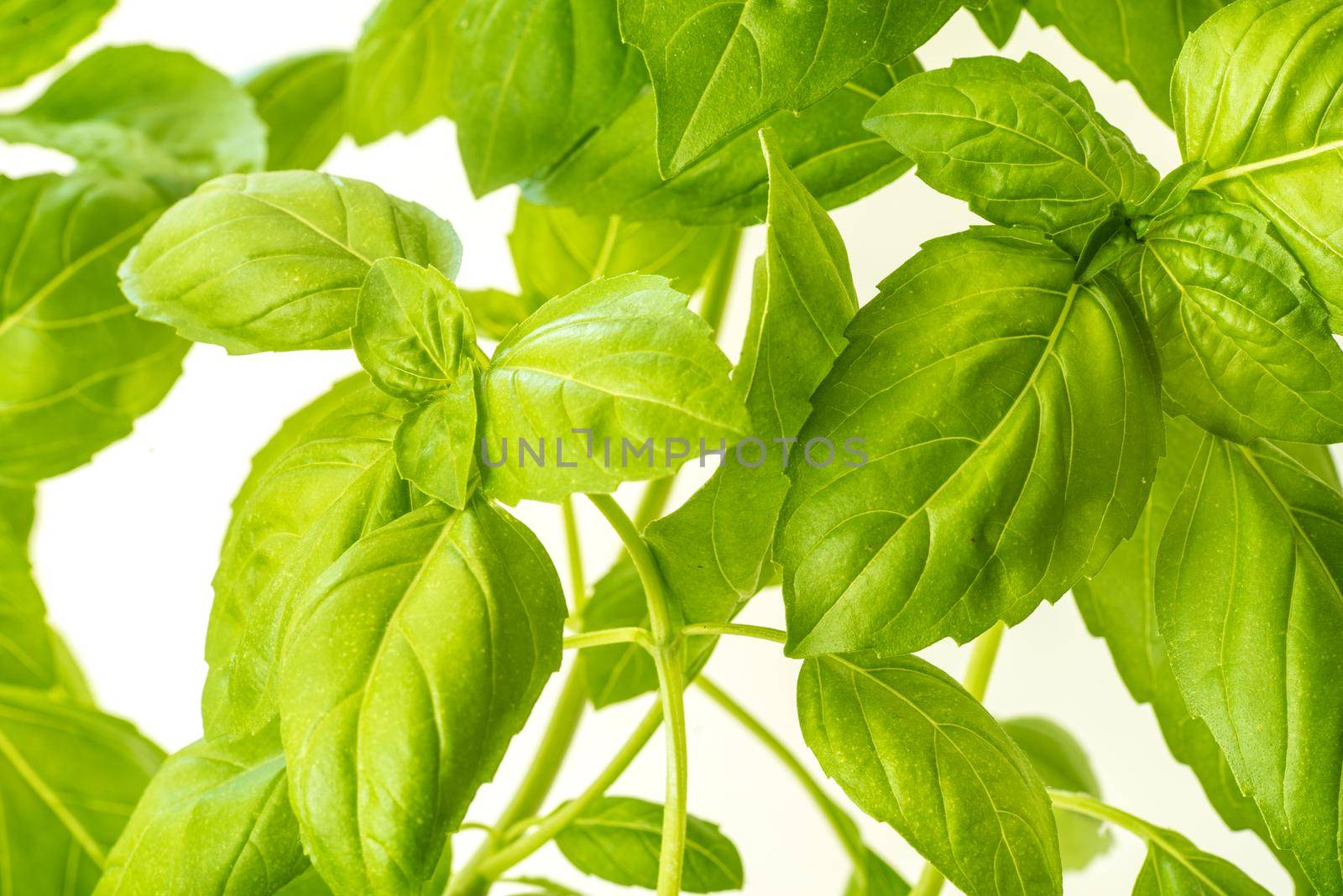 Green Fresh Basil Herb Leaves Closeup, Basil Plant Growing in a Flower Pot in the Garden, Gardening, Agriculture and Culinary Concept, Herb Garden, Food Background, Basil Herb to Be Used for Cooking