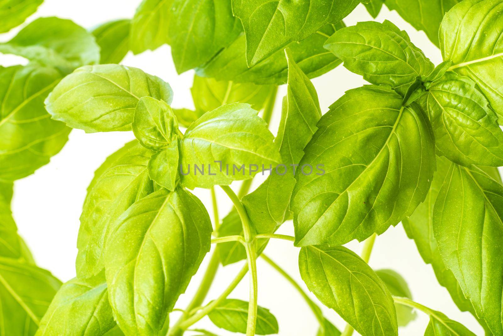 Green Fresh Basil Herb Leaves Closeup, Basil Plant Growing in a Flower Pot in the Garden, Gardening, Agriculture and Culinary Concept, Herb Garden, Food Background, Basil Herb to Be Used for Cooking