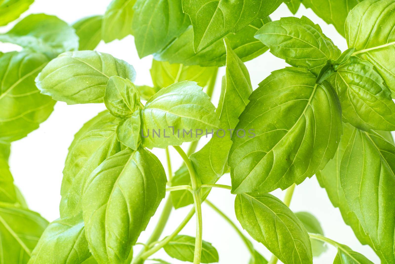 Green Fresh Basil Herb Leaves Closeup, Basil Plant Growing in a Flower Pot in the Garden, Gardening, Agriculture and Culinary Concept, Herb Garden, Food Background, Basil Herb to Be Used for Cooking