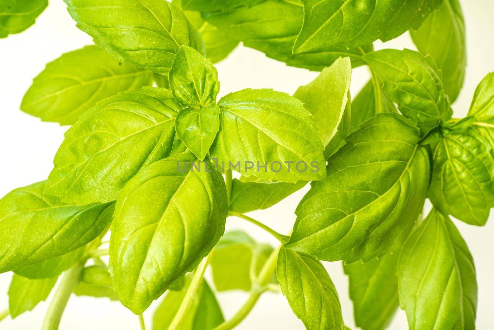 Green Fresh Basil Herb Leaves Closeup, Basil Plant Growing in a Flower Pot in the Garden, Gardening, Agriculture and Culinary Concept, Herb Garden, Food Background, Basil Herb to Be Used for Cooking