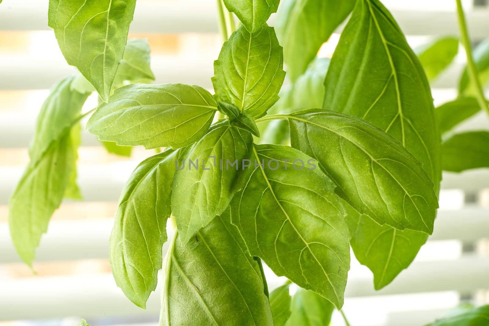 Green Fresh Basil Herb Leaves Closeup, Basil Plant Growing in a Flower Pot in the Garden, Gardening, Agriculture and Culinary Concept, Herb Garden, Food Background, Basil Herb to Be Used for Cooking