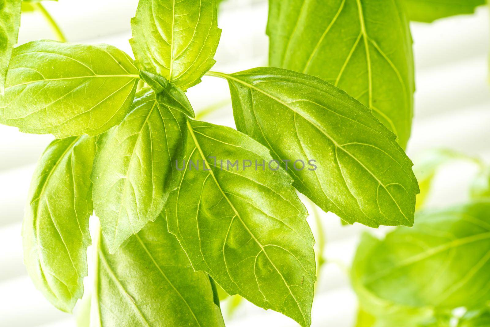 Green Fresh Basil Herb Leaves Closeup, Basil Plant Growing in a Flower Pot in the Garden, Gardening, Agriculture and Culinary Concept, Herb Garden, Food Background, Basil Herb to Be Used for Cooking