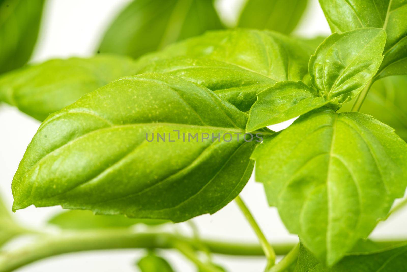 Green Fresh Basil Herb Leaves Closeup, Basil Plant Growing in a Flower Pot in the Garden, Gardening, Agriculture and Culinary Concept, Herb Garden, Food Background, Basil Herb to Be Used for Cooking