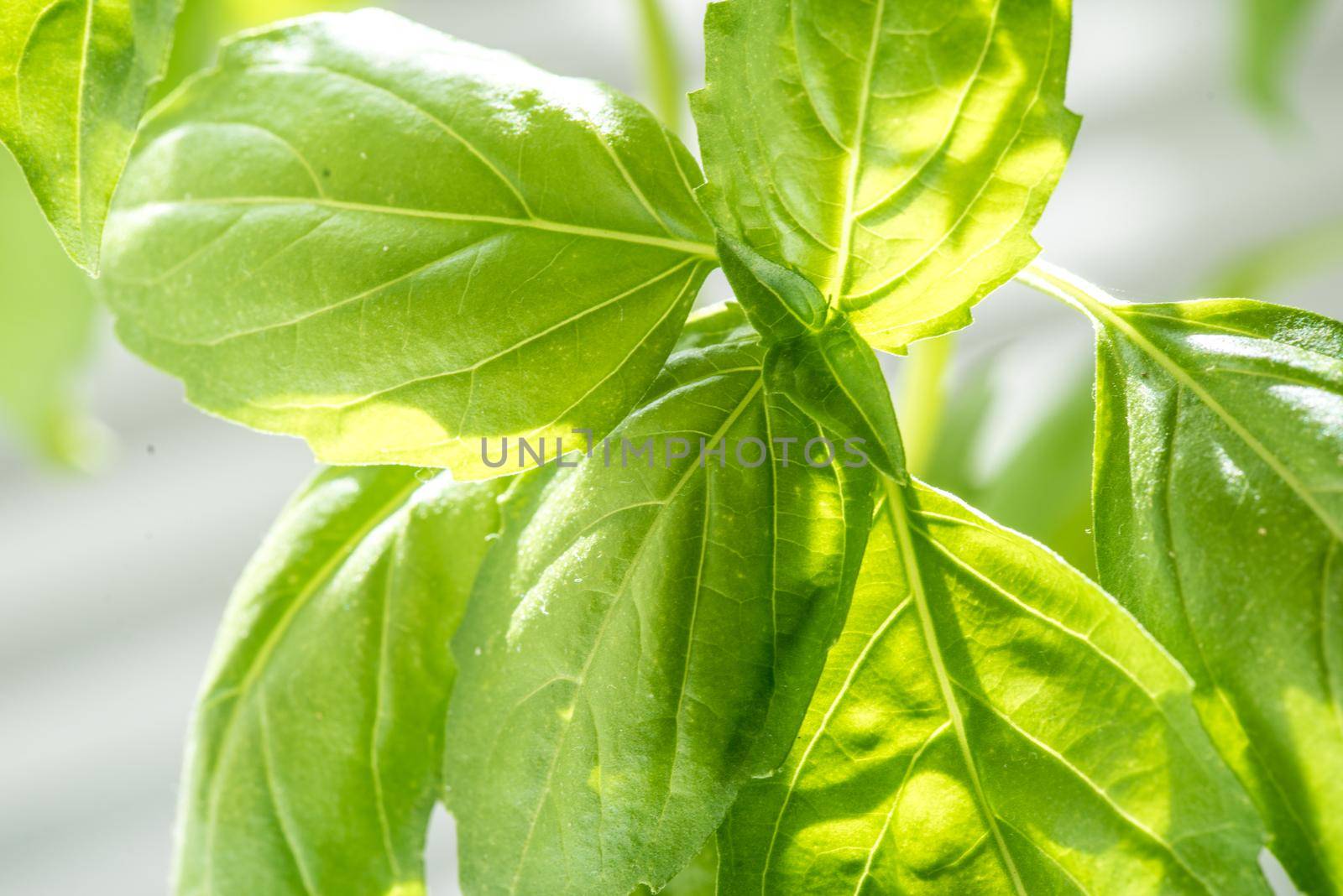 Green Fresh Basil Herb Leaves Closeup, Basil Plant Growing in a Flower Pot in the Garden, Gardening, Agriculture and Culinary Concept, Herb Garden, Food Background, Basil Herb to Be Used for Cooking