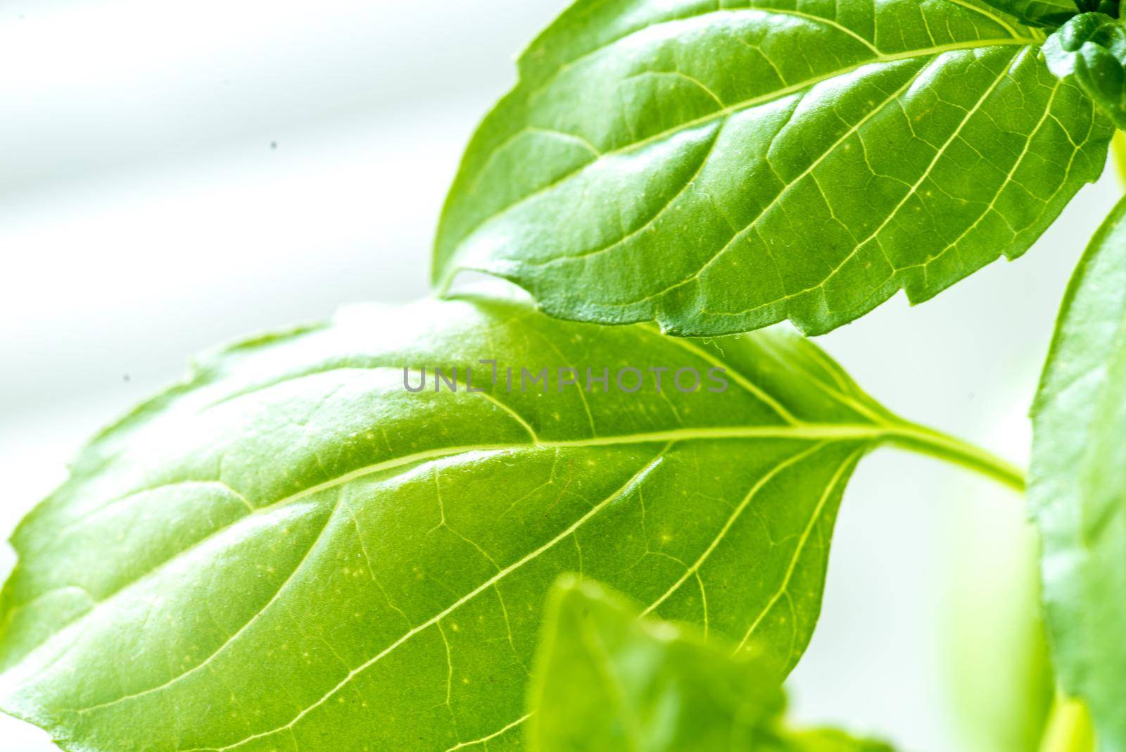 Green Fresh Basil Herb Leaves Closeup, Basil Plant Growing in a Flower Pot in the Garden, Gardening, Agriculture and Culinary Concept, Herb Garden, Food Background, Basil Herb to Be Used for Cooking