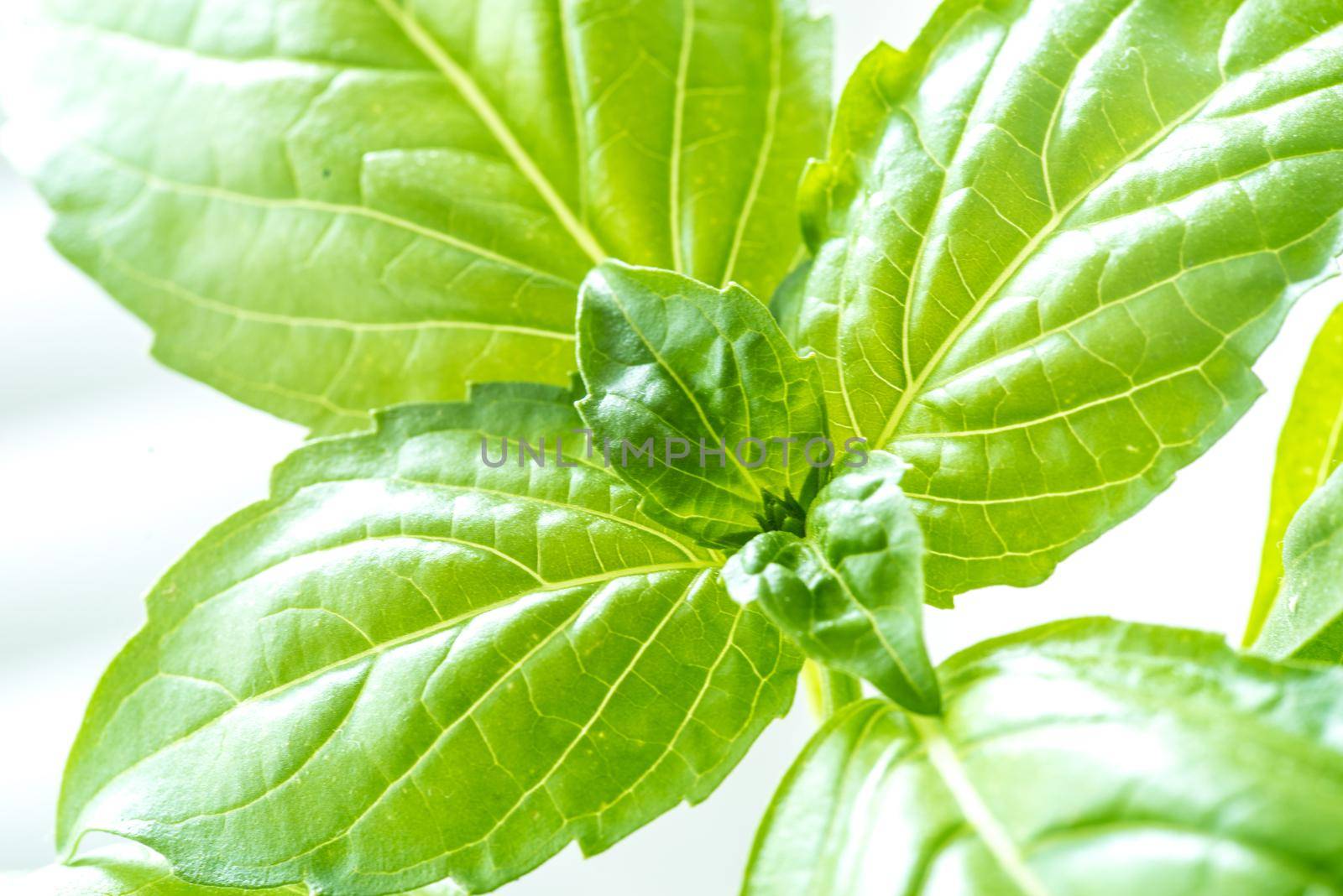Green Fresh Basil Herb Leaves Closeup, Basil Plant Growing in a Flower Pot in the Garden, Gardening, Agriculture and Culinary Concept, Herb Garden, Food Background, Basil Herb to Be Used for Cooking