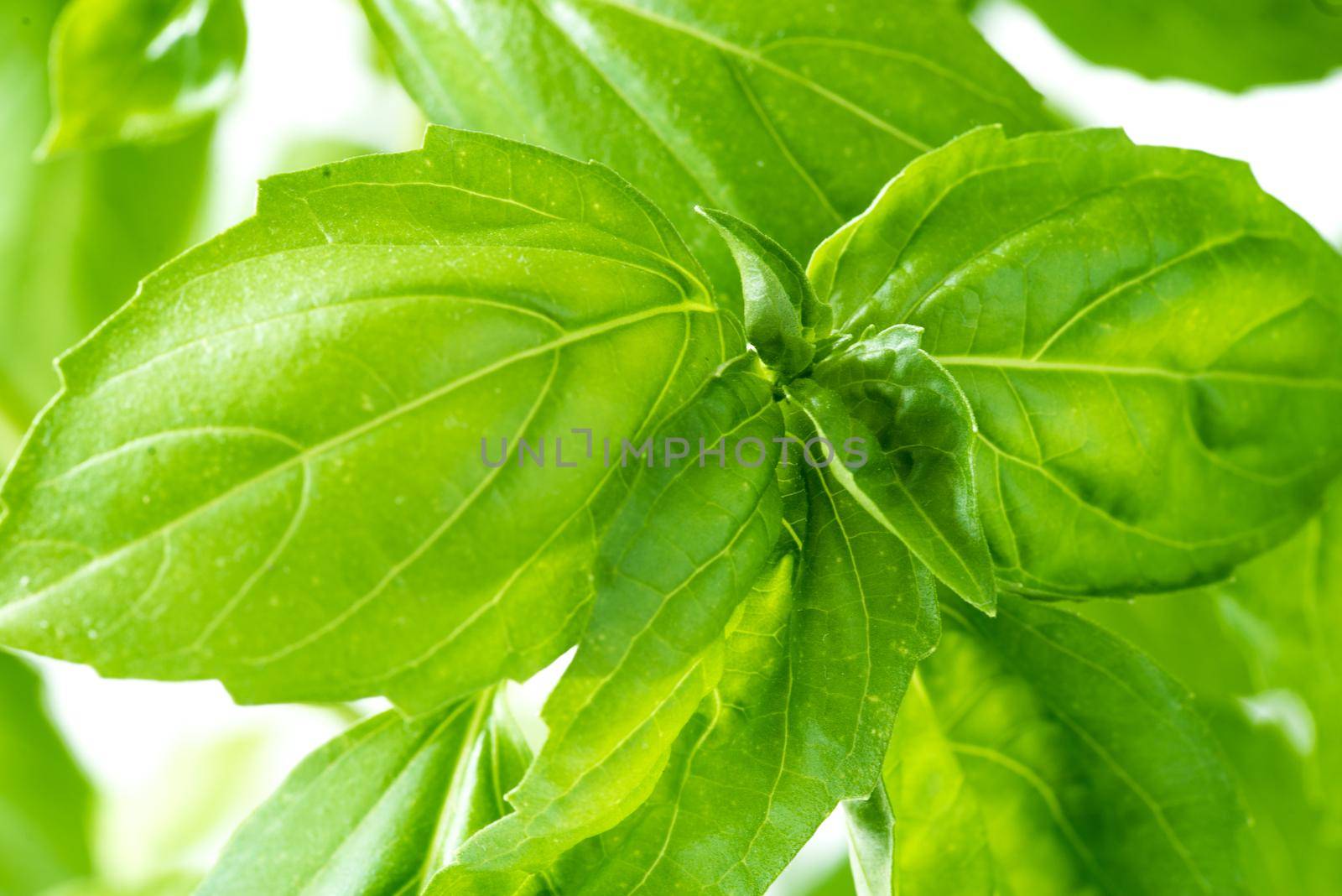 Green Fresh Basil Herb Leaves Closeup, Basil Plant Growing in a Flower Pot in the Garden, Gardening, Agriculture and Culinary Concept, Herb Garden, Food Background, Basil Herb to Be Used for Cooking
