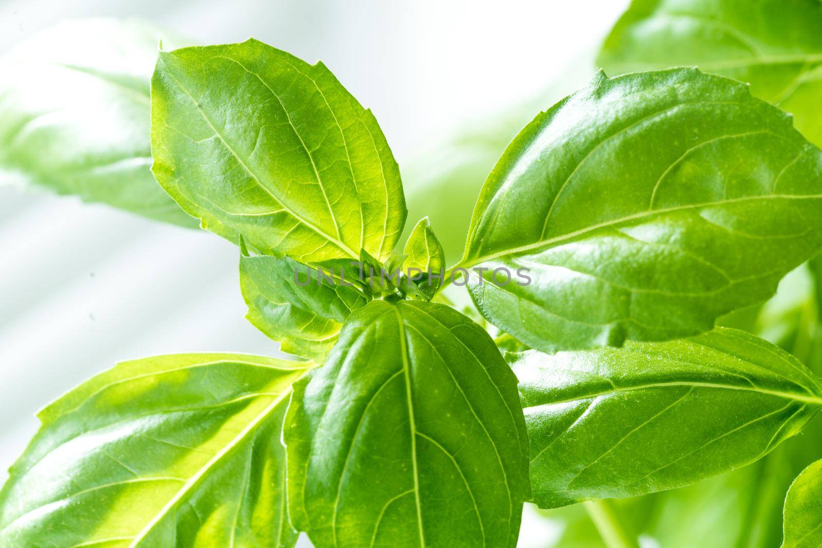 Green Fresh Basil Herb Leaves Closeup, Basil Plant Growing in a Flower Pot in the Garden, Gardening, Agriculture and Culinary Concept, Herb Garden, Food Background, Basil Herb to Be Used for Cooking