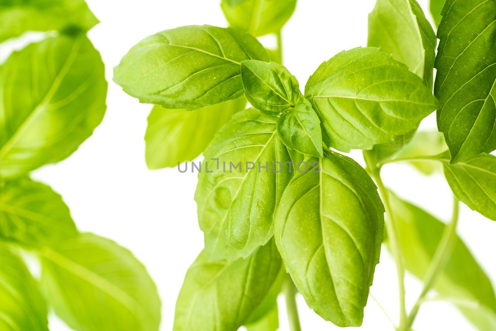 Green Fresh Basil Herb Leaves Closeup, Basil Plant Growing in a Flower Pot in the Garden, Gardening, Agriculture and Culinary Concept, Herb Garden, Food Background, Basil Herb to Be Used for Cooking