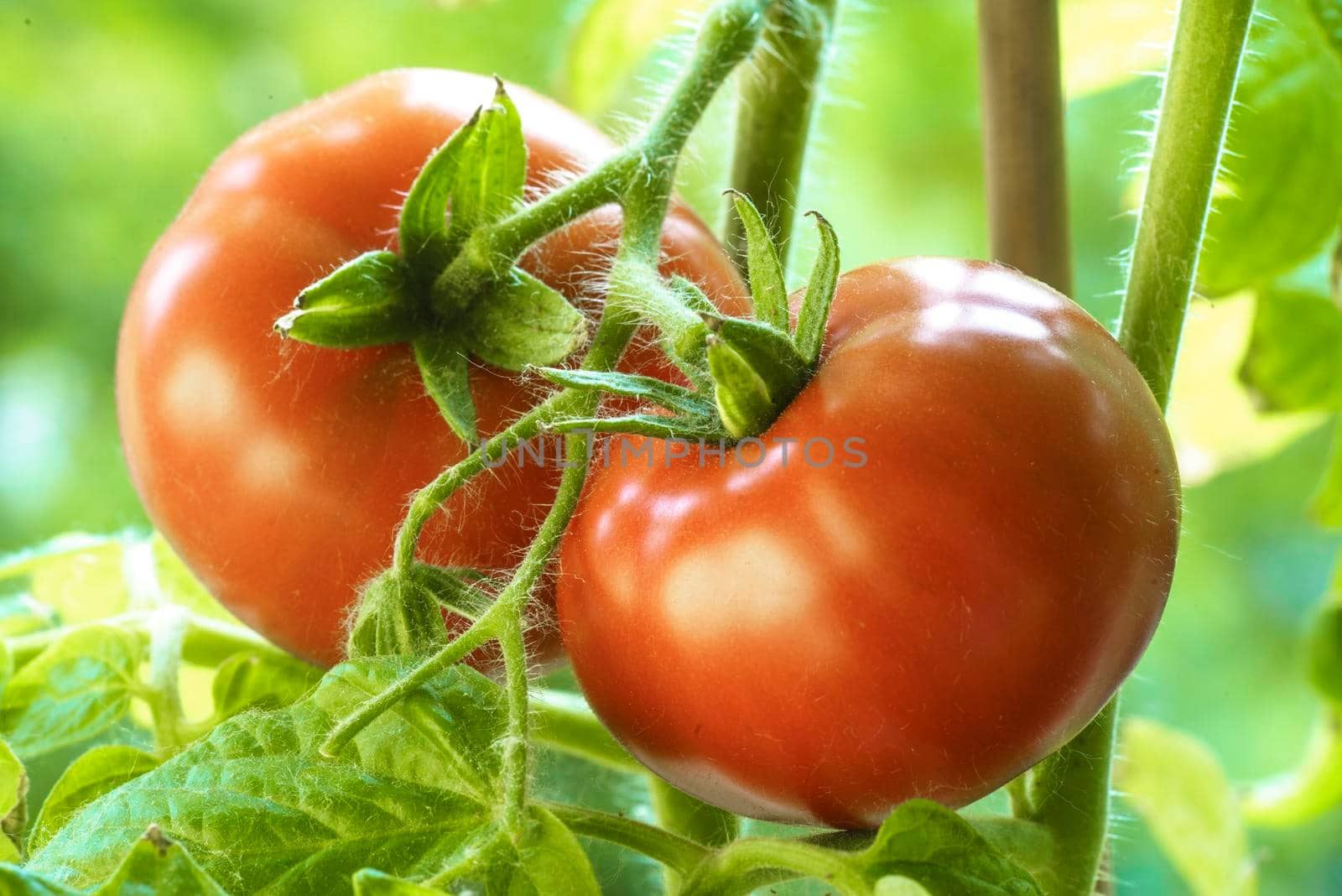 Two Tomatoes Growing on Plant, Home Gardening, Homegrown Ripe Red Tomatoes are on the Green Foliage Background, Hanging on the Vine of a Tomato Tree in the Garden Closeup, Cultivated in the Greenhouse